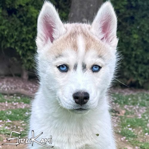 husky con ojos azules
