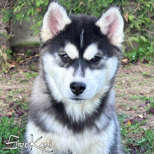 cachorro husky siberiano hembra wakanda del sirokami cachorro de husky siberiano hembra de color blanco y negro