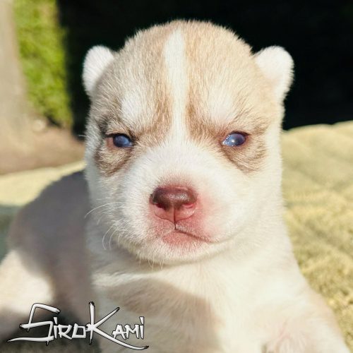 husky amarillo