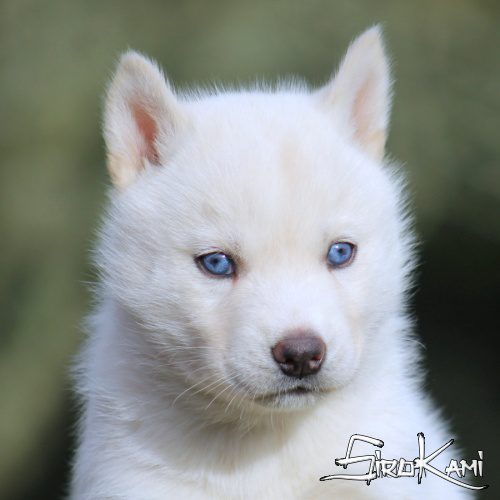 husky blanco cachorro 1 mes varoka del sirokami