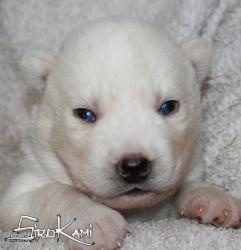 husky blanco cachorro 18 dias varoka del sirokami