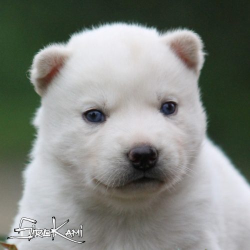 husky blanco cachorro 25 dias varoka del sirokami