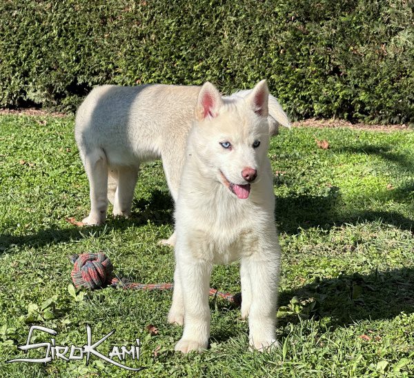 husky blanco cachorro 3 meses varoka del sirokami