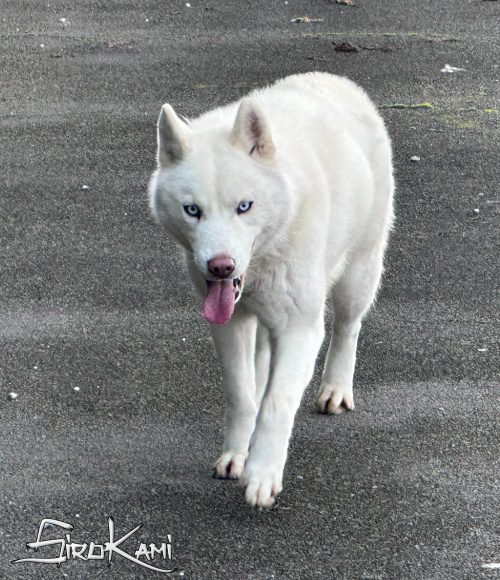 husky blanco varoka del sirokami 3