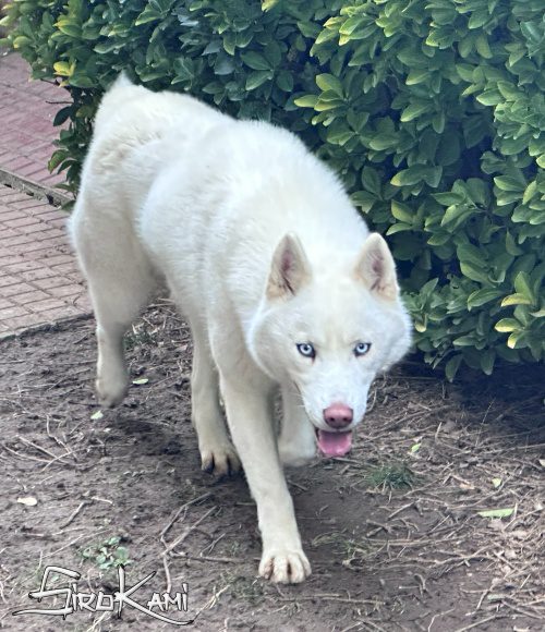 husky blanco varoka del sirokami 4