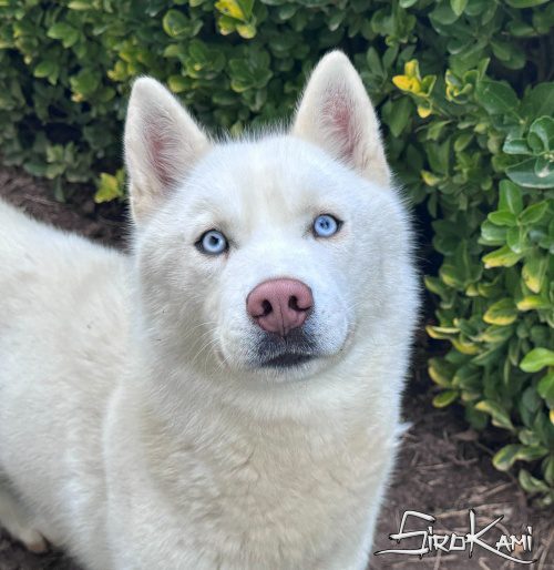 husky blanco varoka del sirokami 5