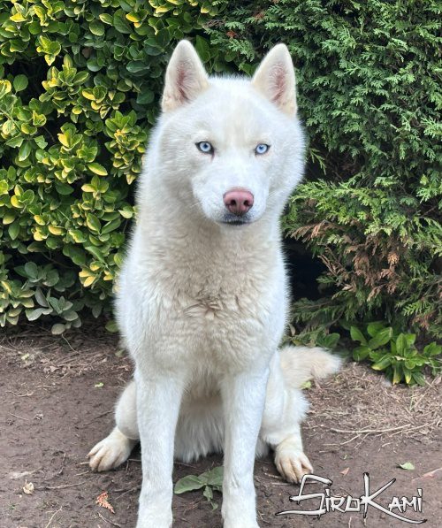 husky blanco varoka del sirokami 6