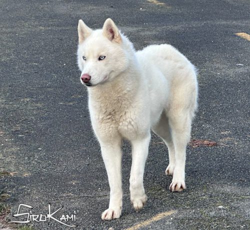 husky blanco varoka del sirokami 7