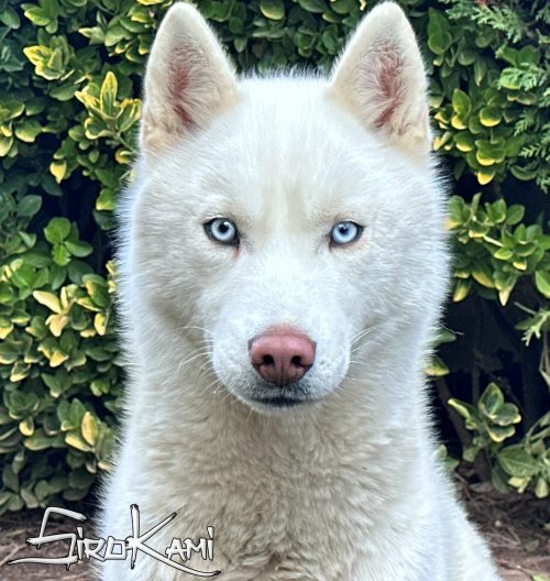 husky blanco varoka del sirokami husky blanco