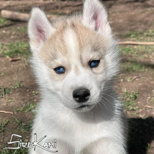 husky blanco y gris