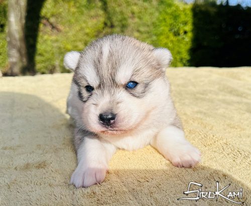husky gris y blanco urka del sirokami 2