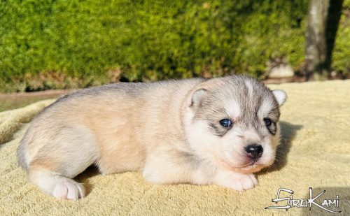 husky gris y blanco urka del sirokami 3