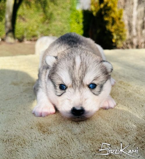 husky gris y blanco urka del sirokami 4