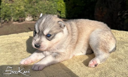 husky gris y blanco urka del sirokami 5