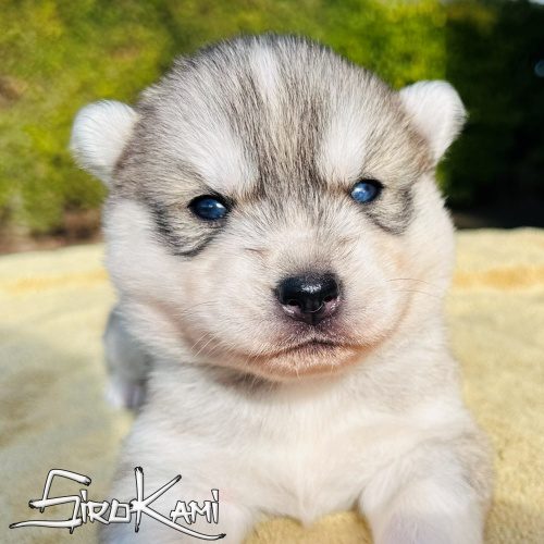 husky gris y blanco