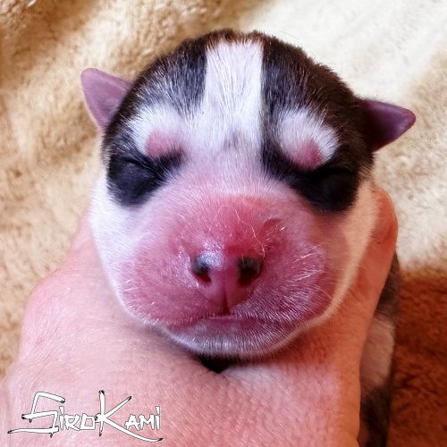 husky hembra 1 dia saska del sirokami