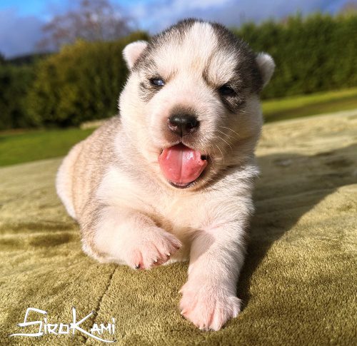 husky hembra 17 dias saska del sirokami