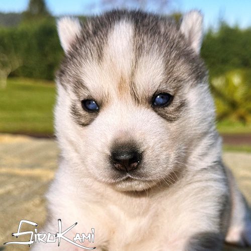 husky hembra 26 dias saska del sirokami
