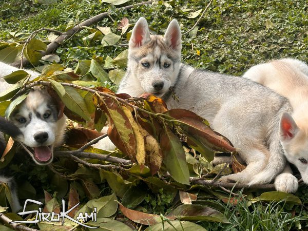 husky hembra 3 meses saska del sirokami