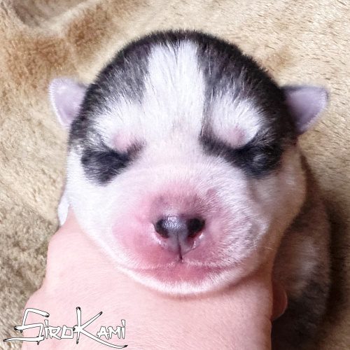 husky hembra 7 dias saska del sirokami