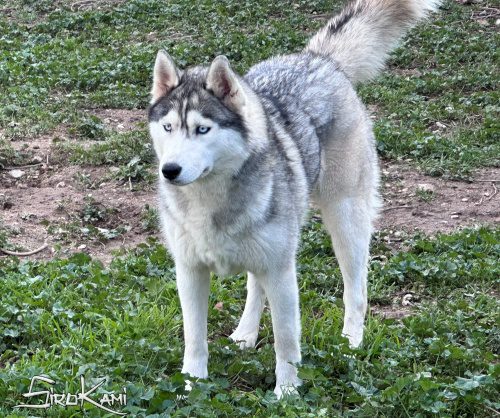 husky hembra saska del sirokami 2