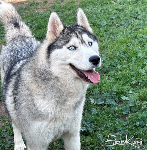 husky hembra saska del sirokami 3