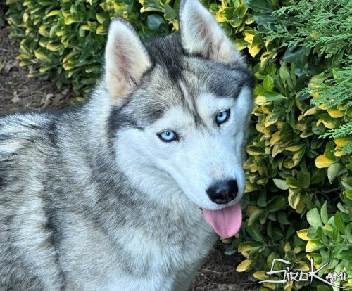 husky hembra saska del sirokami 4