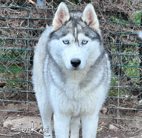 husky hembra saska del sirokami 5