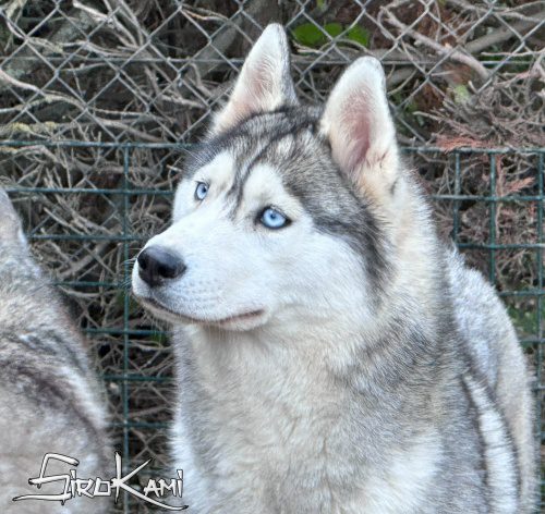 husky hembra saska del sirokami 6