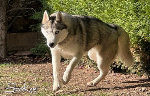 husky hembra saska del sirokami 7