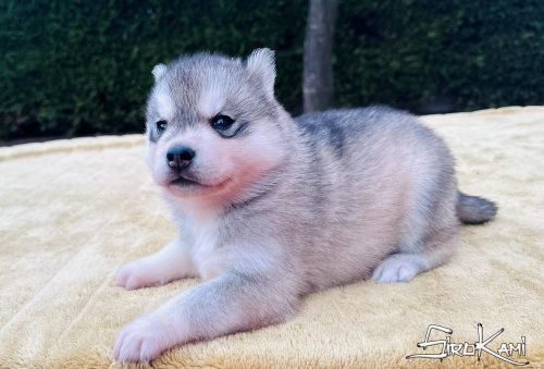 husky ojos marrones moon del sirokami 2