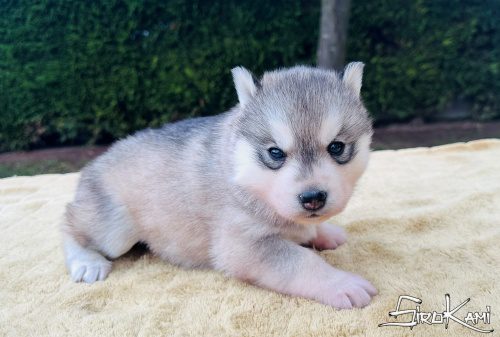 husky ojos marrones moon del sirokami 3