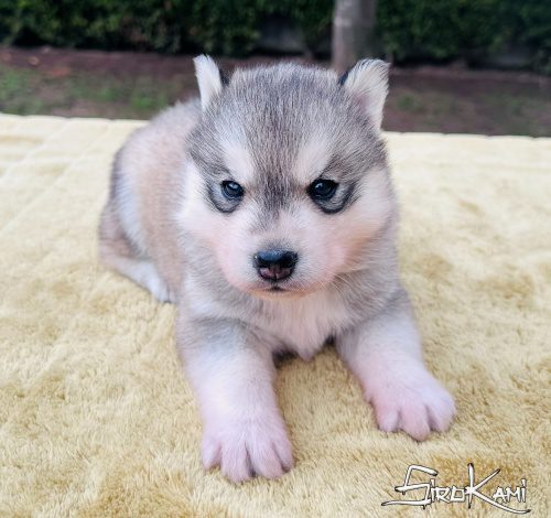 husky ojos marrones moon del sirokami 4