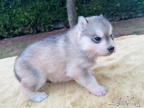 husky ojos marrones moon del sirokami 5