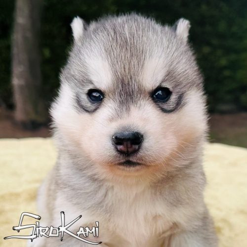 husky ojos marrones