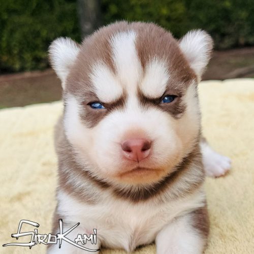 husky rojo y blanco