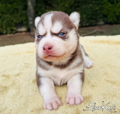 husky rojo makima del sirokami 2