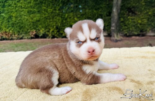 husky rojo makima del sirokami 3