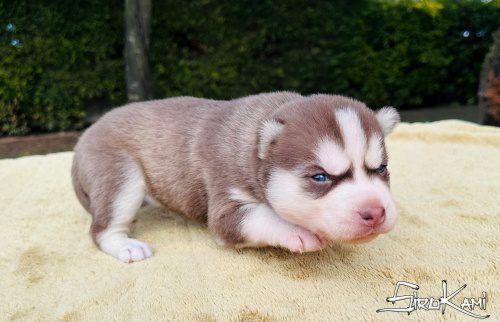 husky rojo makima del sirokami 4