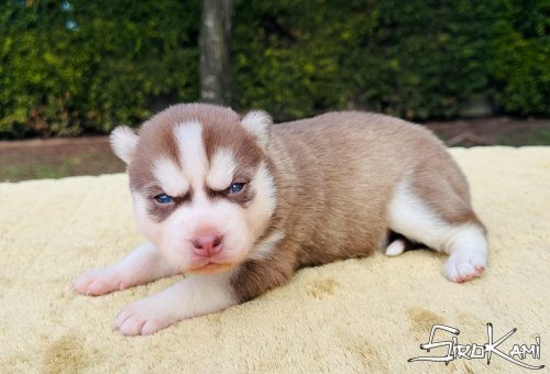 husky rojo makima del sirokami 5