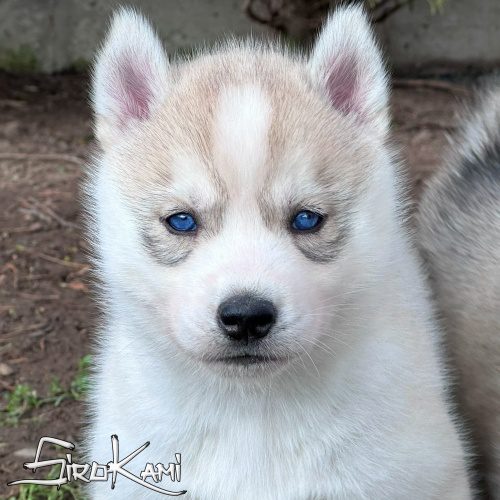 husky con ojos azules