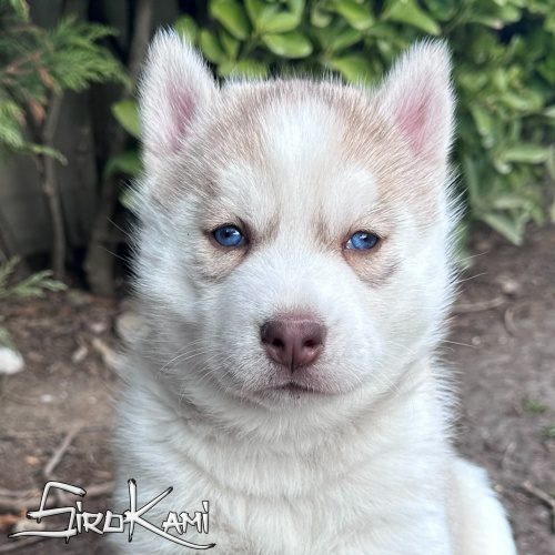 husky siberiano con ojos azules tsuka del sirokami 2