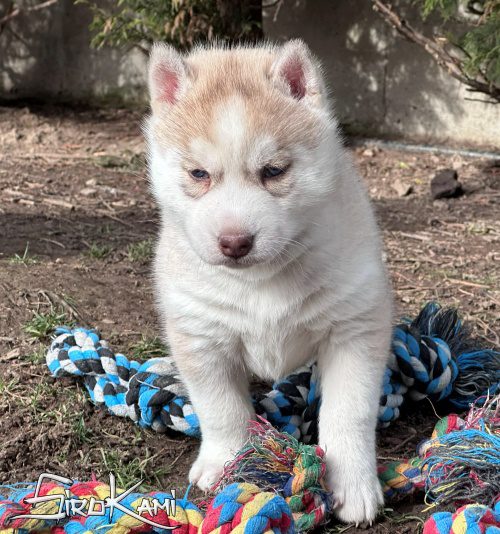 husky siberiano con ojos azules tsuka del sirokami 3