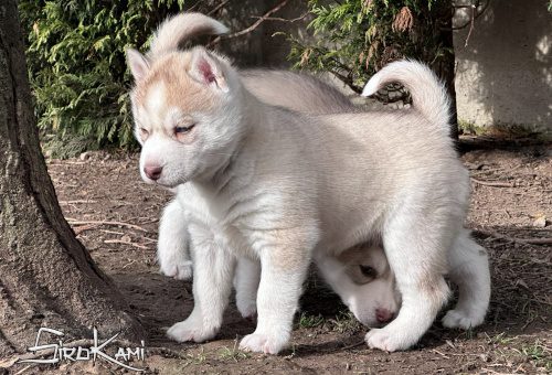 husky siberiano con ojos azules tsuka del sirokami 4