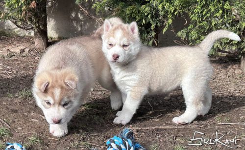 husky siberiano con ojos azules tsuka del sirokami 5