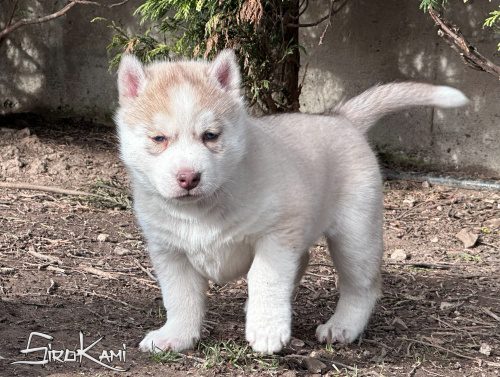 husky siberiano con ojos azules tsuka del sirokami 6