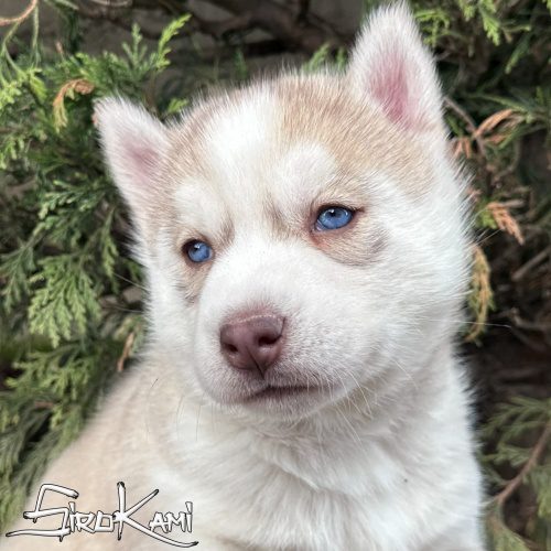 husky siberiano ojos azules