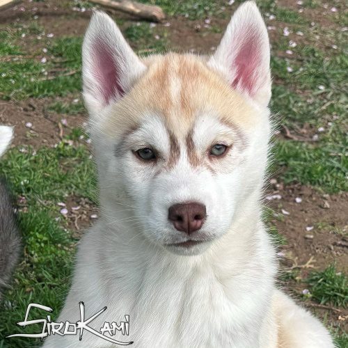 cachorra husky hembra de color marron