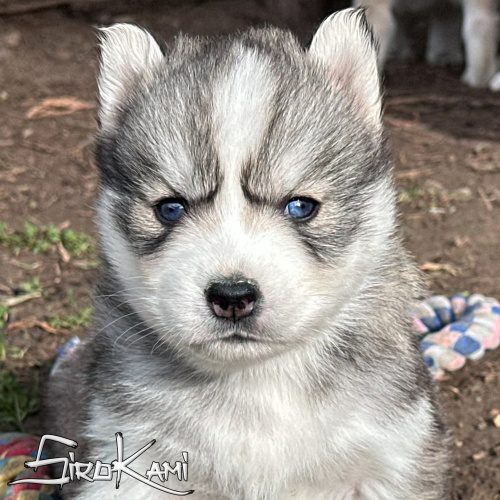 husky siberiano ojos azules
