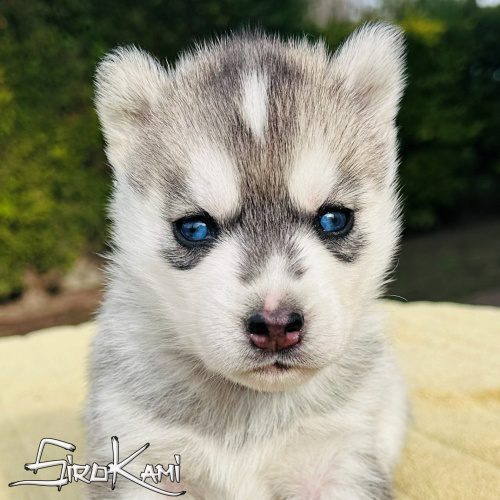 siberian husky gris